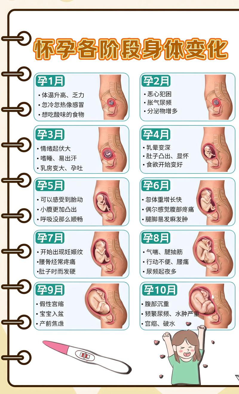 揭秘供卵代孕妈妈怀孕小腹分两节，孕期变化的奥秘临沧代生机构: